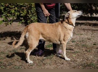 DAISY -♥️- KIZA |-|  2 von ~650 Hunden in der Cantinho da Milu
