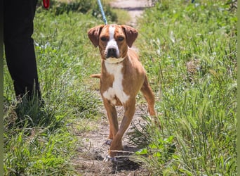 RUDI -&- ARAMIS | 2 von ~650 Hunden in der Cantinho da Milu