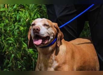 DAISY -♥️- KIZA |-|  2 von ~650 Hunden in der Cantinho da Milu