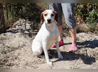 Zuhause gesucht für  *SKIPPY ⚡️ MANOLO* - Tierheim: Cantinho da Milu