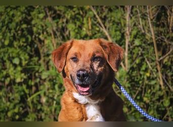 Ruhig *Lieb* Verschmust * SENIOR WIZZ *