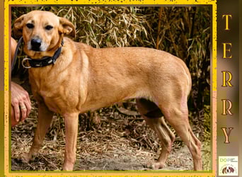 Ein Zuhause für die Liebe ❣️ Terry wird gesucht