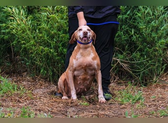 DAISY -♥️- KIZA |-|  2 von ~650 Hunden in der Cantinho da Milu