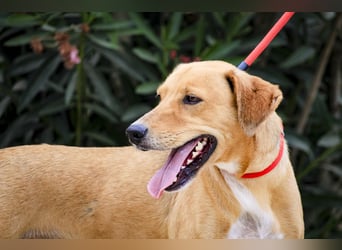 Zuhause gesucht für  *SKIPPY ⚡️ MANOLO* - Tierheim: Cantinho da Milu