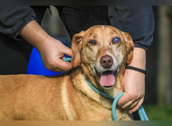 TUCKER ♦️ Senior mit Handicap ♦️ Wer gibt Tucker die Chance - die er verdient ?