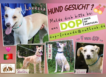 Junghunde: Lanessa • Shelby • Luz • Elissa ⚡️4 von ~650 Hunden in der Cantinho da Milu⚡️