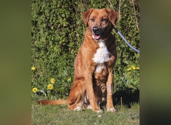 Ruhig *Lieb* Verschmust * SENIOR WIZZ *