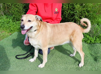 DAISY -♥️- KIZA |-|  2 von ~650 Hunden in der Cantinho da Milu