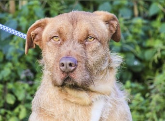 RUDI -&- ARAMIS | 2 von ~650 Hunden in der Cantinho da Milu
