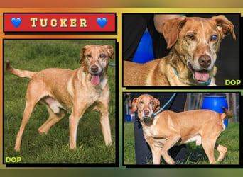 TUCKER ♦️ Senior mit Handicap ♦️ Wer gibt Tucker die Chance - die er verdient ?