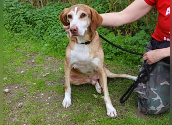 ARCHIE hat ein Handicap - Senior ARCHIE sucht Menschen mit ❤️