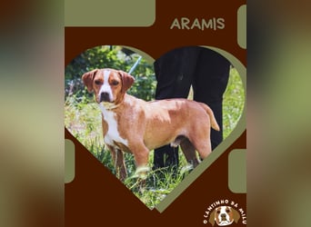⚡️Neuzugang *ARAMIS* - soll ganz schnell ein Zuhause bekommen ⚡️