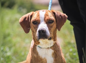 RUDI -&- ARAMIS | 2 von ~650 Hunden in der Cantinho da Milu