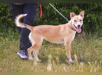 Junghunde: Lanessa • Shelby • Luz • Elissa ⚡️4 von ~650 Hunden in der Cantinho da Milu⚡️