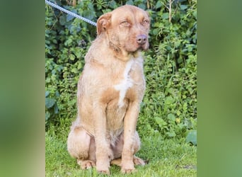 RUDI -&- ARAMIS | 2 von ~650 Hunden in der Cantinho da Milu