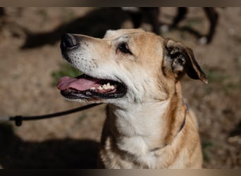 DAISY -♥️- KIZA |-|  2 von ~650 Hunden in der Cantinho da Milu