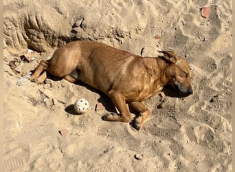 Ein Zuhause für die Liebe ❣️ Terry wird gesucht