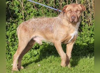 RUDI -&- ARAMIS | 2 von ~650 Hunden in der Cantinho da Milu