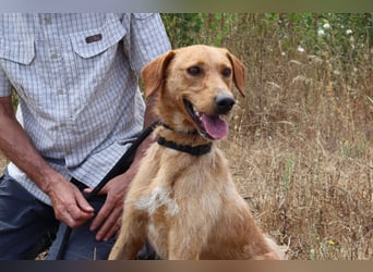 ✴️ *R*I*C*O* ~ hat ein Zuhause verdient !!