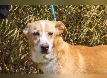 SENIOR YUPI ✴️ will als Einzelprinz einziehen