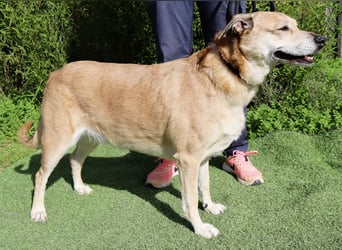 DAISY -♥️- KIZA |-|  2 von ~650 Hunden in der Cantinho da Milu