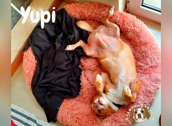 SENIOR YUPI ✴️ will als Einzelprinz einziehen