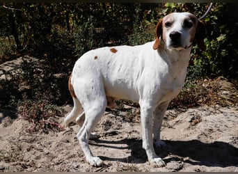 Zuhause gesucht für  *SKIPPY ⚡️ MANOLO* - Tierheim: Cantinho da Milu