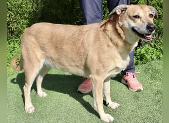 DAISY -♥️- KIZA |-|  2 von ~650 Hunden in der Cantinho da Milu