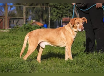 TUCKER ♦️ Senior mit Handicap ♦️ Wer gibt Tucker die Chance - die er verdient ?