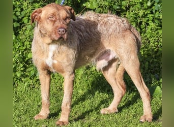 RUDI -&- ARAMIS | 2 von ~650 Hunden in der Cantinho da Milu