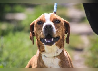 RUDI -&- ARAMIS | 2 von ~650 Hunden in der Cantinho da Milu