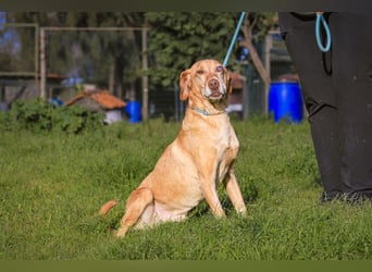 TUCKER ♦️ Senior mit Handicap ♦️ Wer gibt Tucker die Chance - die er verdient ?