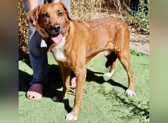 Ruhig *Lieb* Verschmust * SENIOR WIZZ *