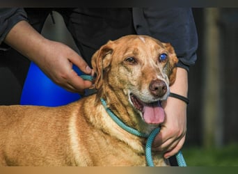 TUCKER ♦️ Senior mit Handicap ♦️ Wer gibt Tucker die Chance - die er verdient ?