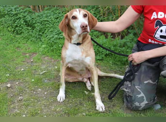 ARCHIE hat ein Handicap - Senior ARCHIE sucht Menschen mit ❤️