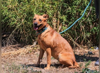 Ein Zuhause für die Liebe ❣️ Terry wird gesucht