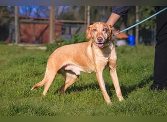 TUCKER ♦️ Senior mit Handicap ♦️ Wer gibt Tucker die Chance - die er verdient ?