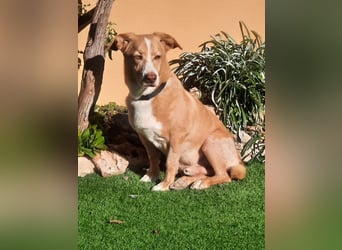 SENIOR YUPI ✴️ will als Einzelprinz einziehen