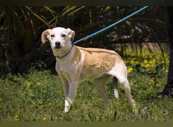 Junghunde: Lanessa • Shelby • Luz • Elissa ⚡️4 von ~650 Hunden in der Cantinho da Milu⚡️