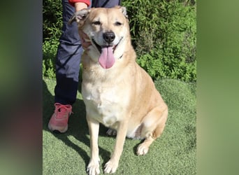 DAISY -♥️- KIZA |-|  2 von ~650 Hunden in der Cantinho da Milu