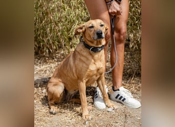 Ein Zuhause für die Liebe ❣️ Terry wird gesucht