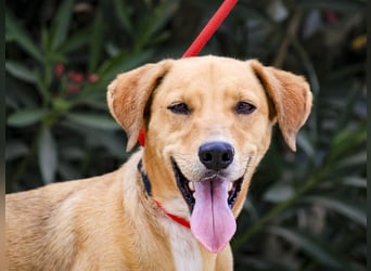 Zuhause gesucht für  *SKIPPY ⚡️ MANOLO* - Tierheim: Cantinho da Milu
