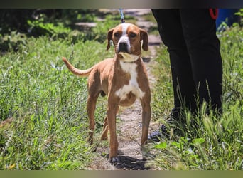 RUDI -&- ARAMIS | 2 von ~650 Hunden in der Cantinho da Milu