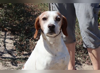 Zuhause gesucht für  *SKIPPY ⚡️ MANOLO* - Tierheim: Cantinho da Milu