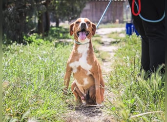 RUDI -&- ARAMIS | 2 von ~650 Hunden in der Cantinho da Milu