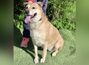 DAISY -♥️- KIZA |-|  2 von ~650 Hunden in der Cantinho da Milu