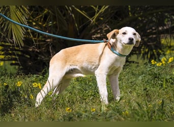Junghunde: Lanessa • Shelby • Luz • Elissa ⚡️4 von ~650 Hunden in der Cantinho da Milu⚡️