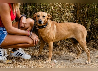 Ein Zuhause für die Liebe ❣️ Terry wird gesucht