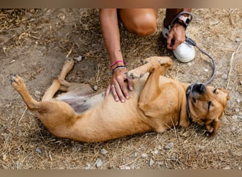 Ein Zuhause für die Liebe ❣️ Terry wird gesucht