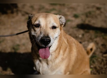 DAISY -♥️- KIZA |-|  2 von ~650 Hunden in der Cantinho da Milu